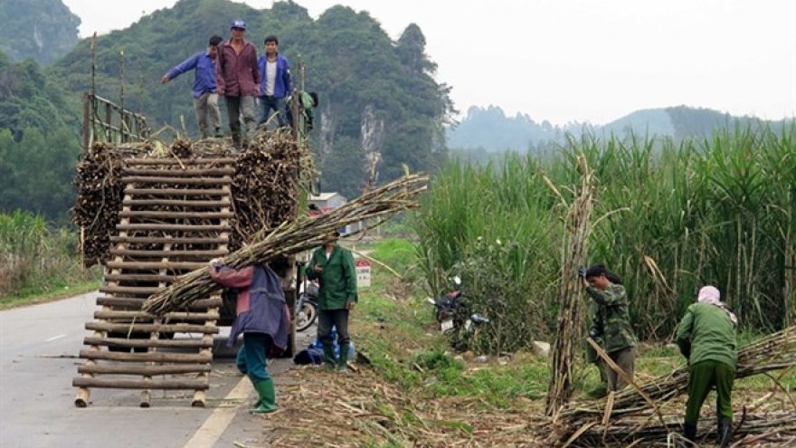 Sweet outlook for Vietnam’s sugar stocks