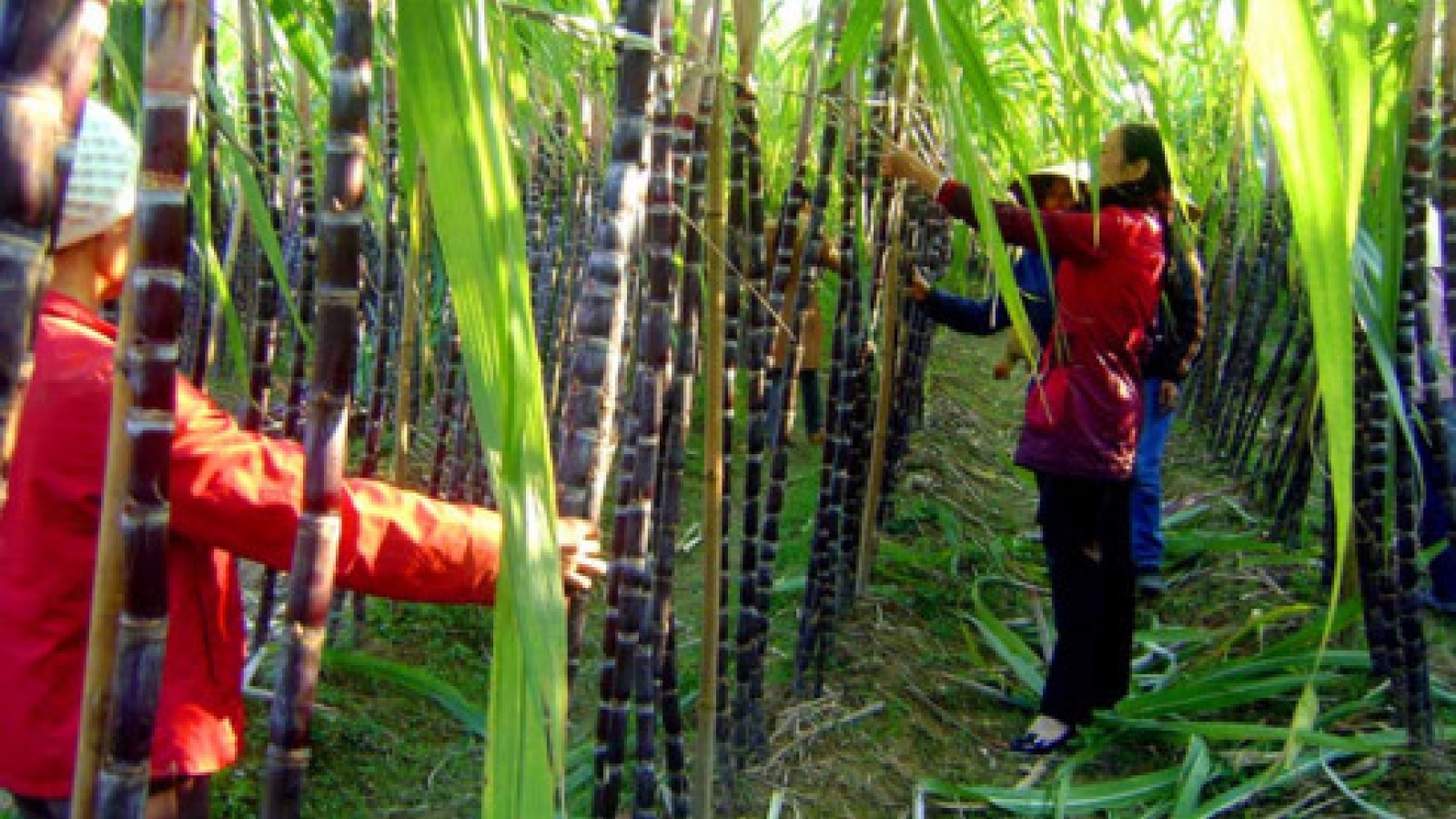 Sugar producers seek help against corn syrup imports