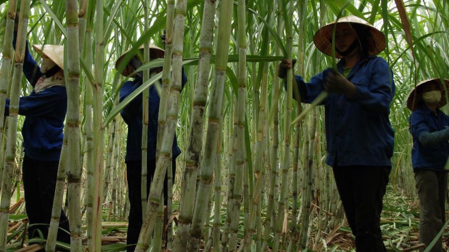 Sugar cane varieties to be exported to Australia 