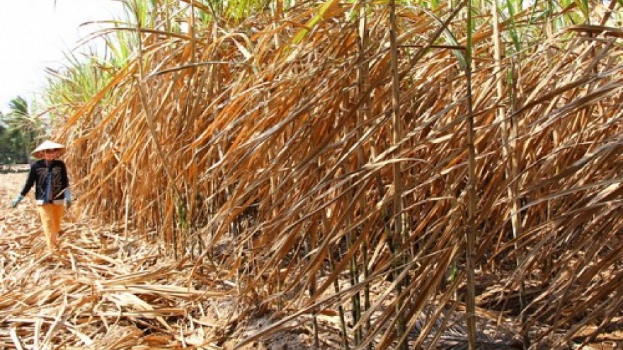 2,300ha of sugarcane damaged by salinization in Mekong Delta
