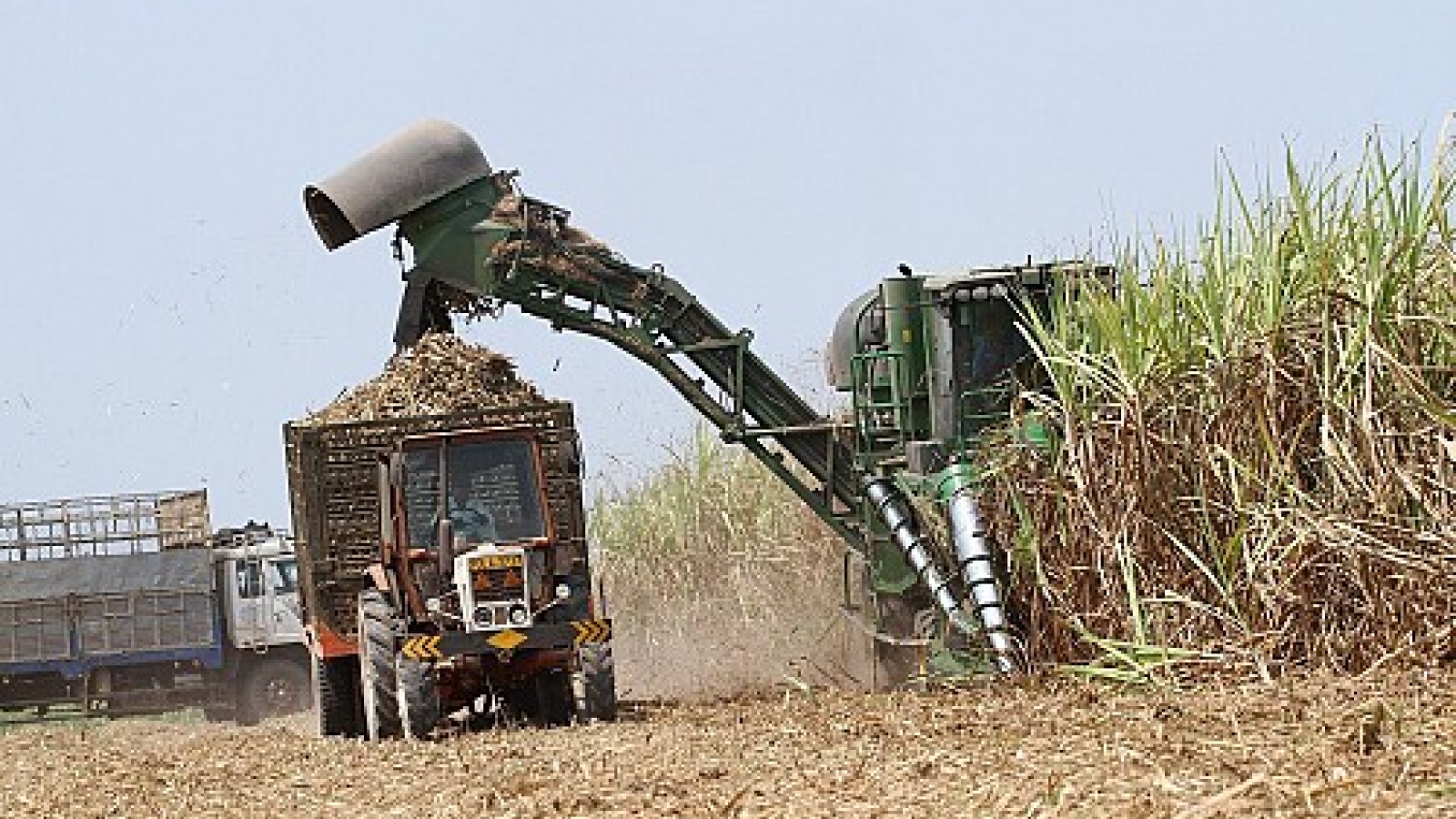 Sugarcane industry faces challenge from climate change, foreign rivals