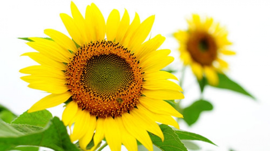 Nghe An’s stunning sunflowers
