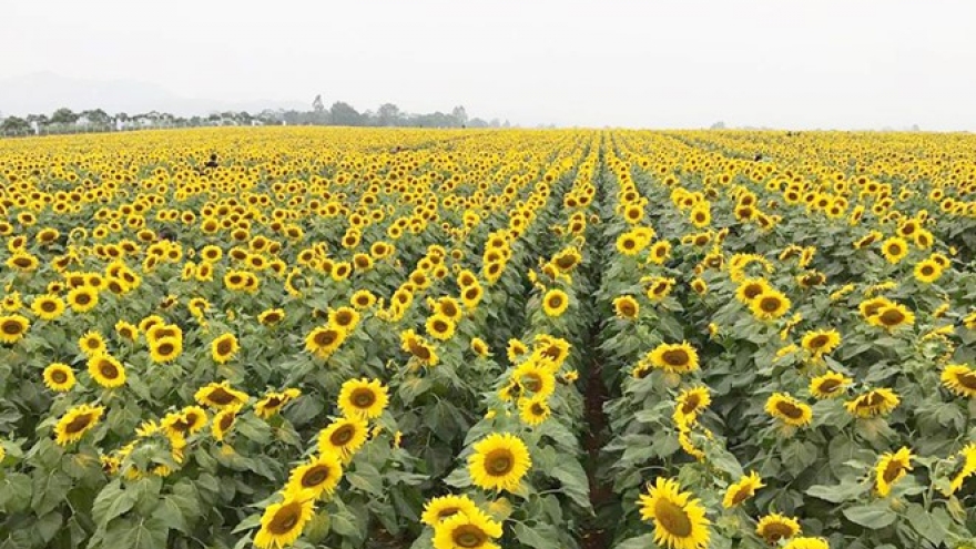 100-hectare field of sunflowers turns heads in Nghe An