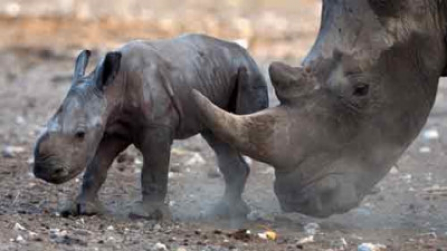South African government called to shut down rhino horn auction over trafficking