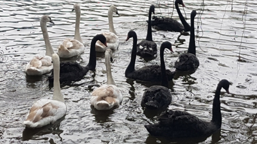 Swans removed from Hanoi’s central lake as deemed at odds with turtle legend