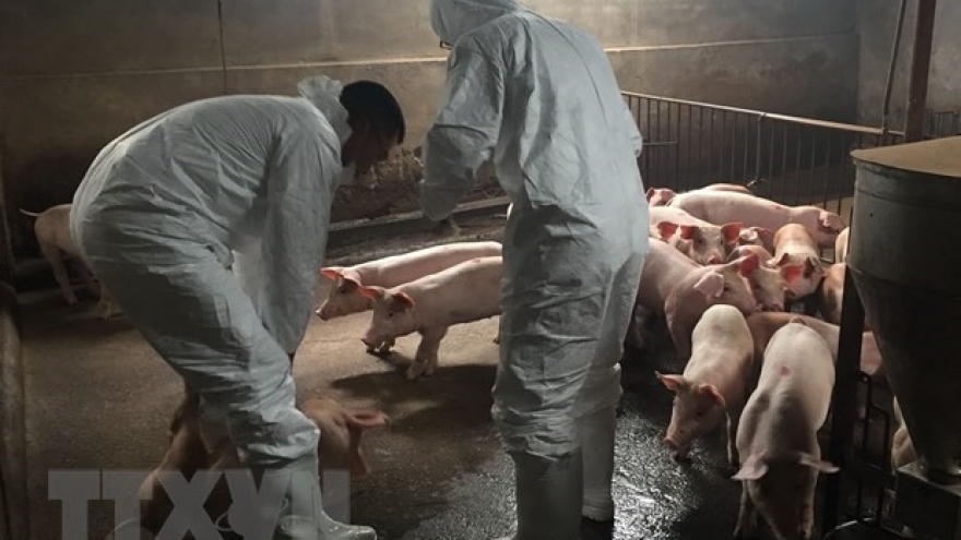 FAO helps Vietnam control African swine fever