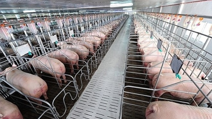 
        Hai Phong city takes action to control African swine fever
                              