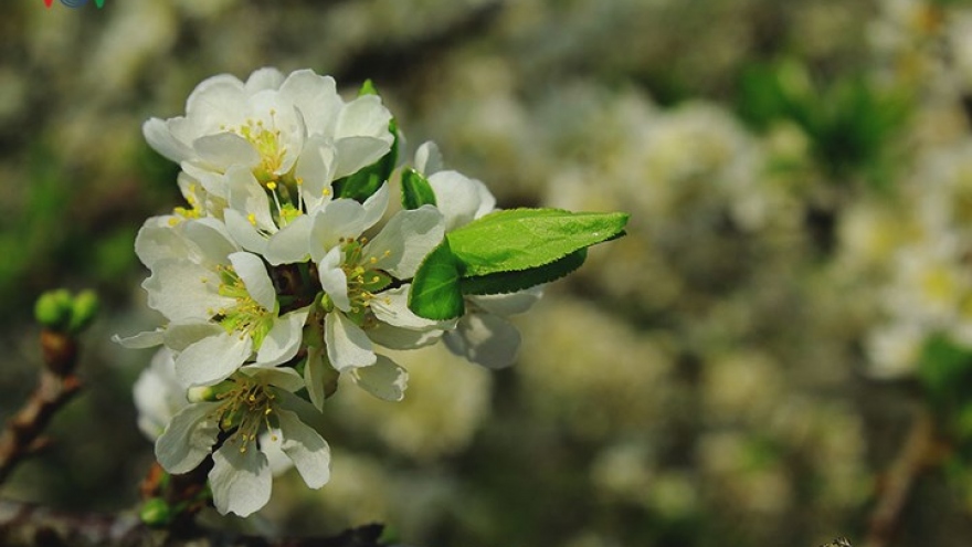 Plum blossoms flower in north-western region