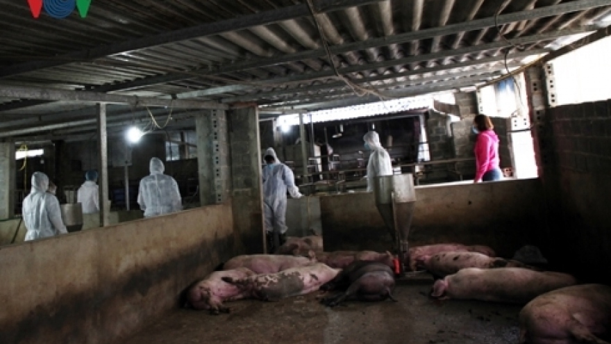 Hanoi district reports outbreak of African swine fever 