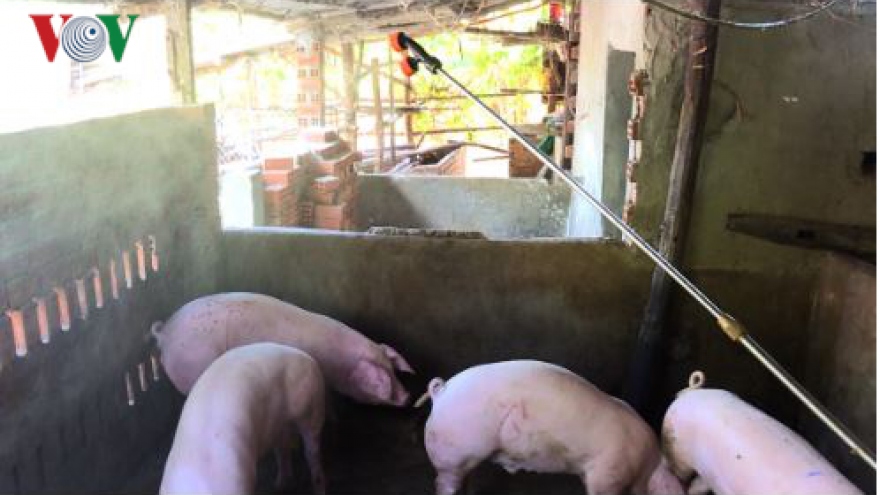 Five districts in Thanh Hoa declare free from African swine fever