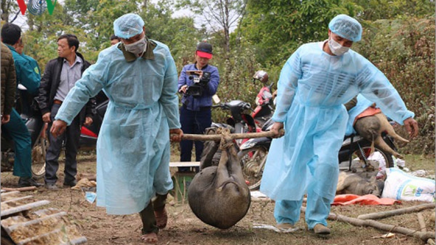 Nearly 9,000 pigs culled in Son La due to African swine fever