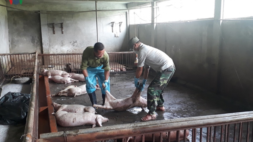 Lao Cai province sees spread of African swine fever