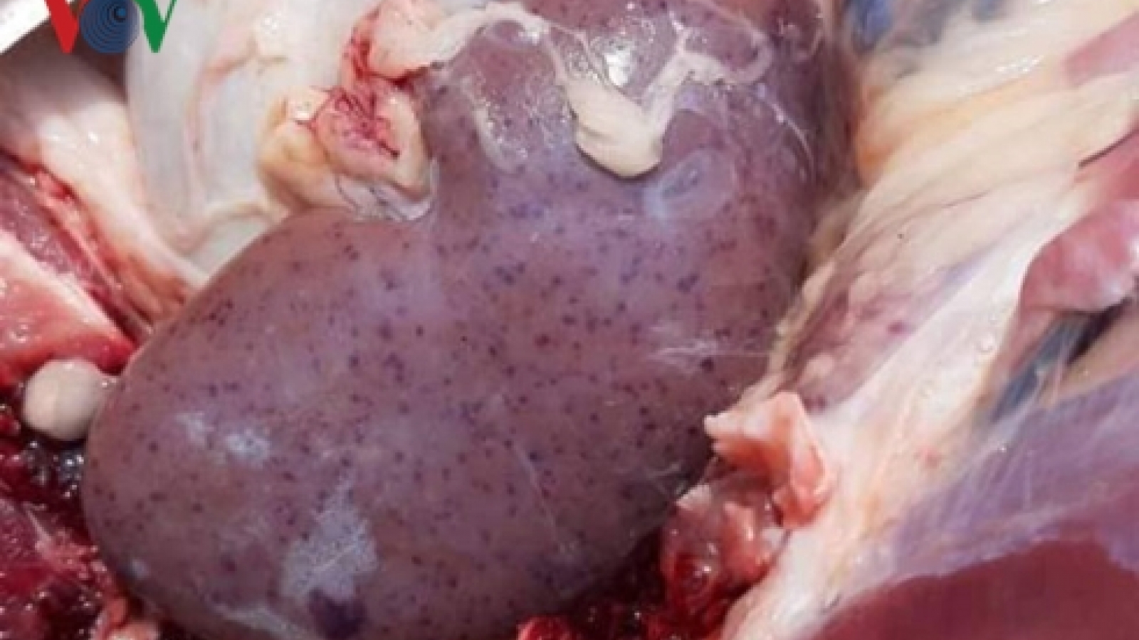 African swine fever spreads to nine provinces