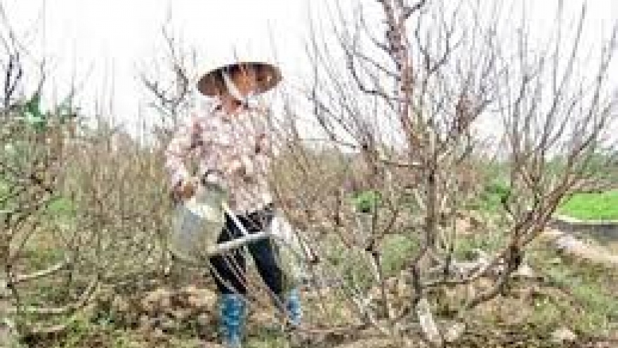 Abnormal weather worries peach blossom growers