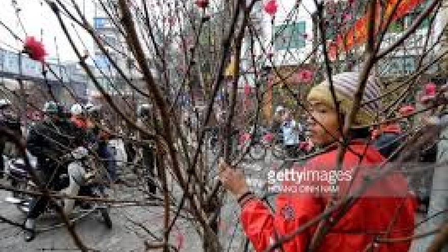 Peach blossom go downtown Hanoi