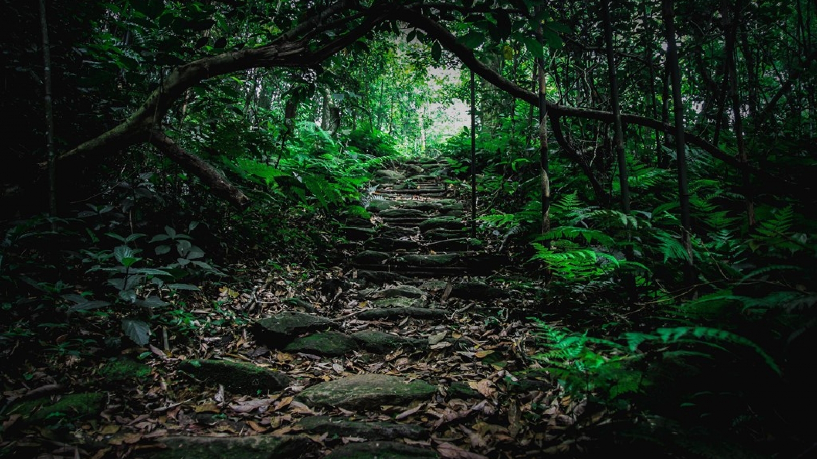Tam Dao National Park- suitable place for summer holidays