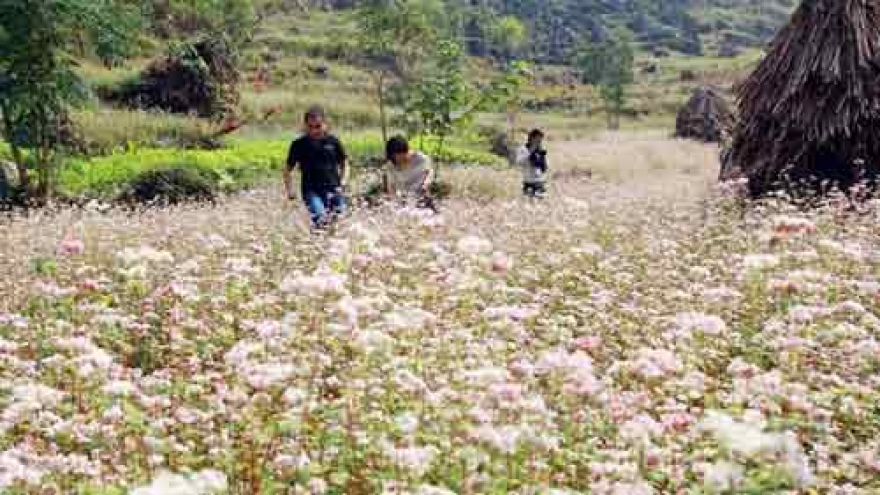US subsidiary plans tourism for Dong Van Karst Plateau Geopark