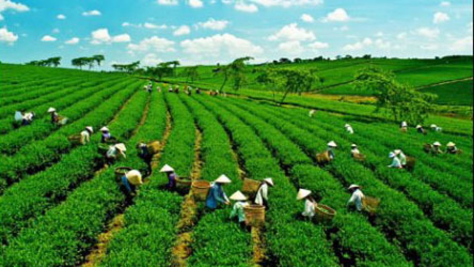 Vietnam to receive ODA of US$3.9 million for green growth