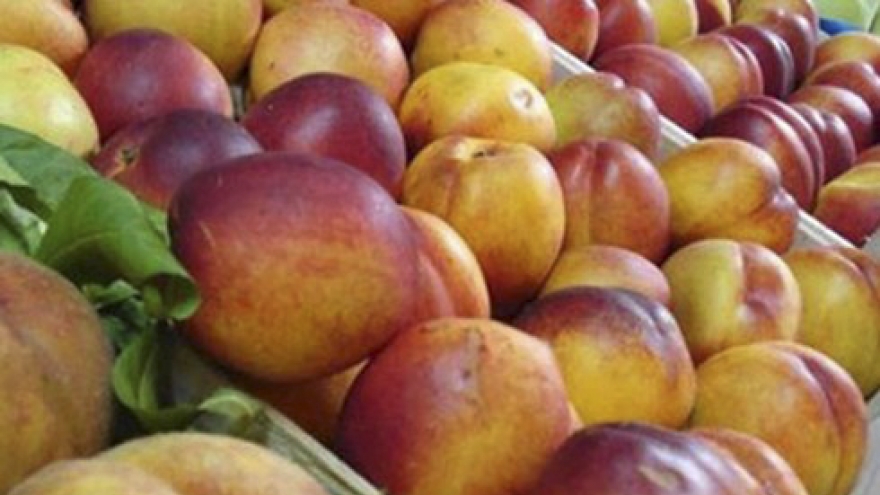 Poland signs deal to export apples to Vietnam