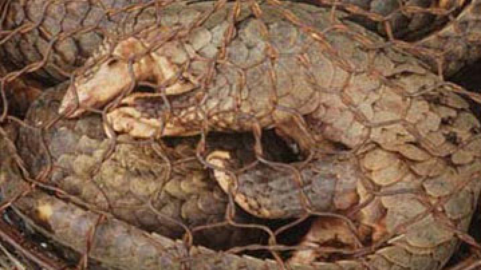 Save endangered Pangolins from illegal poaching