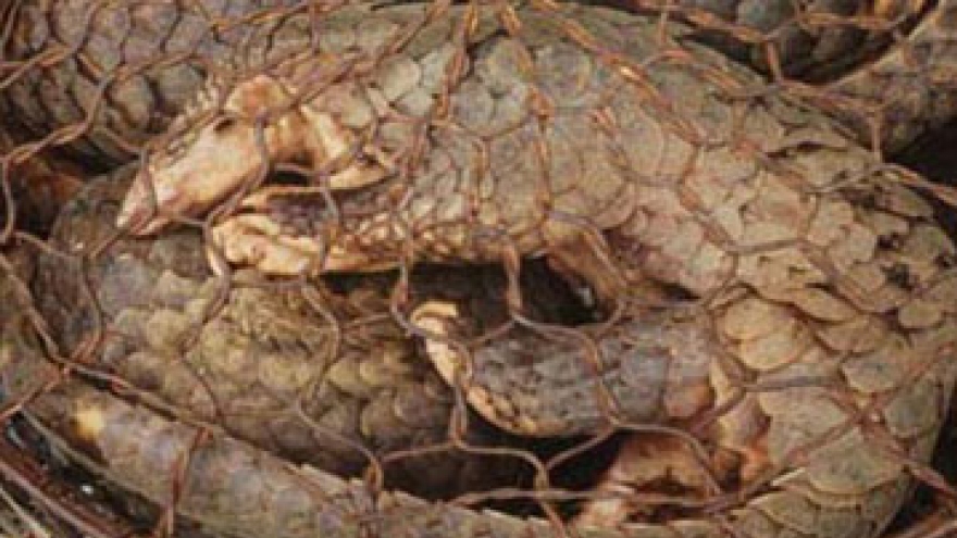Save endangered Pangolins from illegal poaching