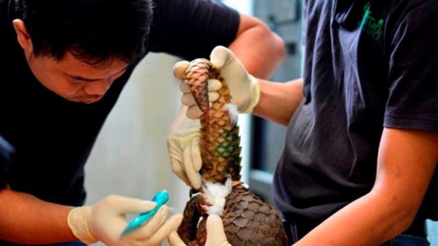 Largest ever number of rare pangolins released into wild