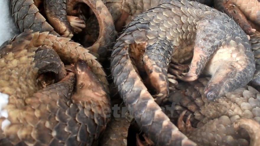 54 countries to attend third Int’l Wildlife Trade Conference in Hanoi