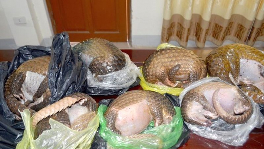 Illegal transportation of dead pangolins stopped in Vinh