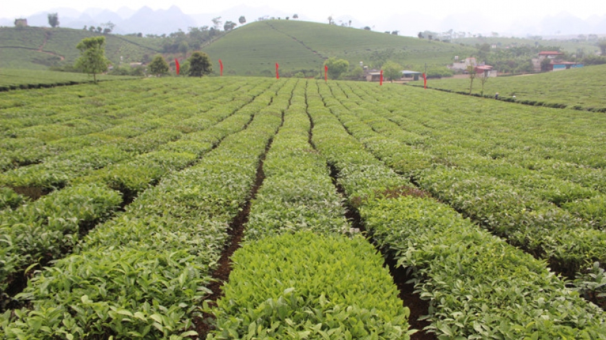 A day trip for the Moc Chau tea fields