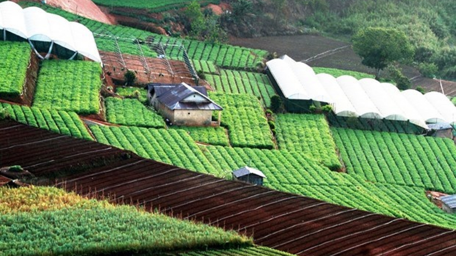 The green lines of Da Lat