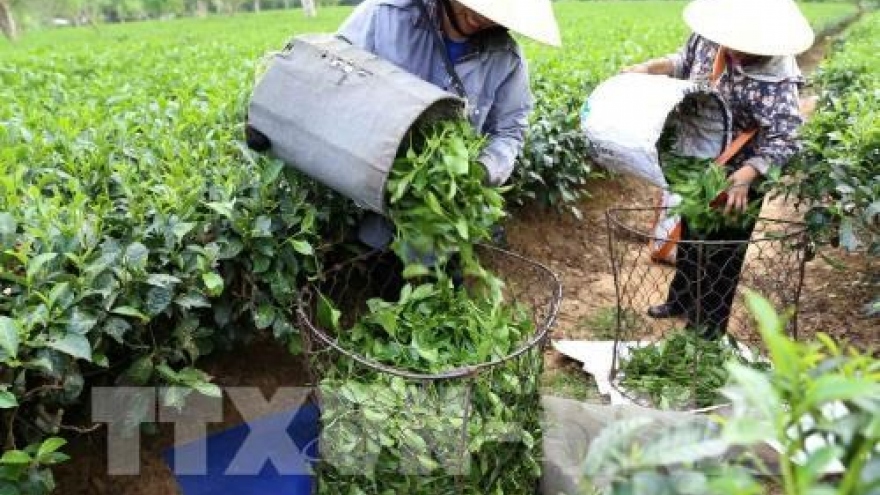 Vietnam’s tea exports fall both volume and revenue