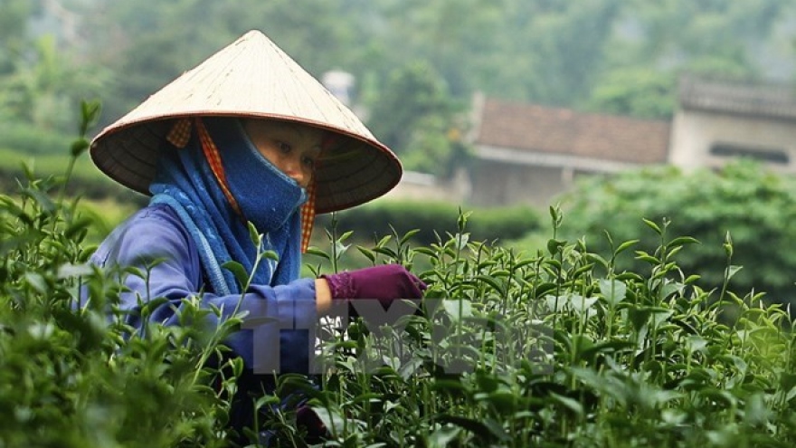 Thai Nguyen spends big to promote tea trade mark