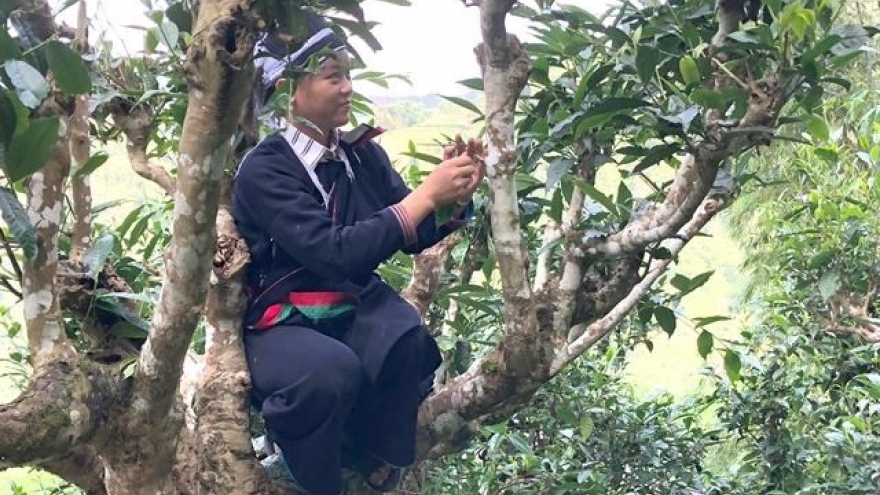 Ancient tea trees get top recognition and protection