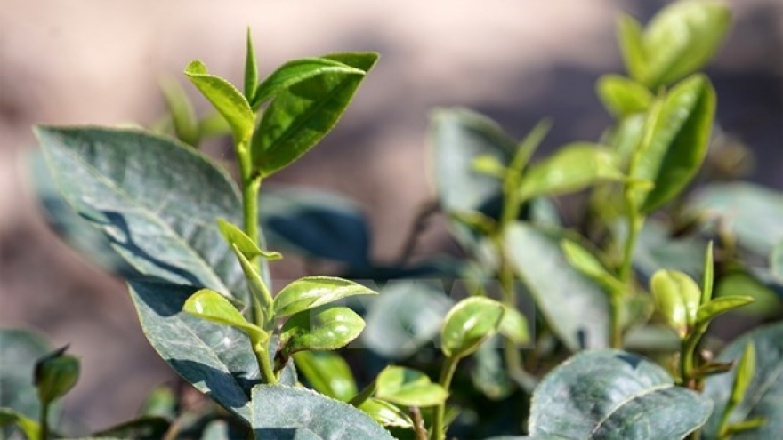 Vietnam’s tea exports still in downtrend
