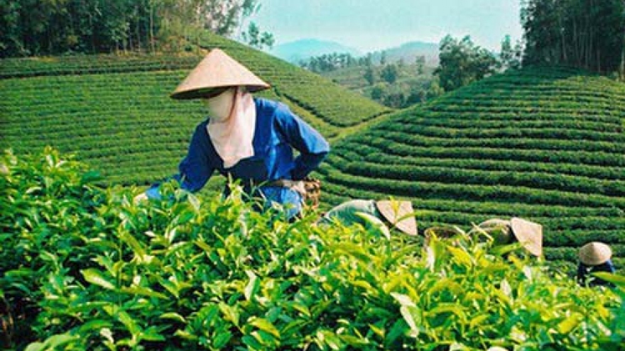 Pakistan remains largest importer of Vietnamese tea in eight months