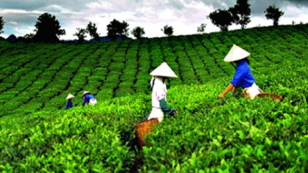 Vietnam tea exports continue to look bleak for 2017
