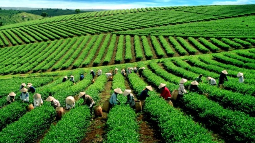 Tea exports rebound but still lower than 5 years ago