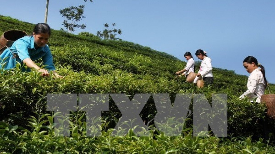 Vietnam tea exports ranked fifth worldwide