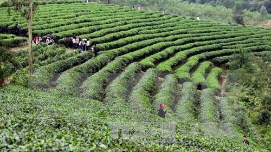 20,000 farmers join in int’l standard tea production