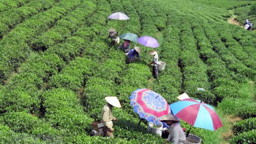 Festival promotes Thai Nguyen’s tea products