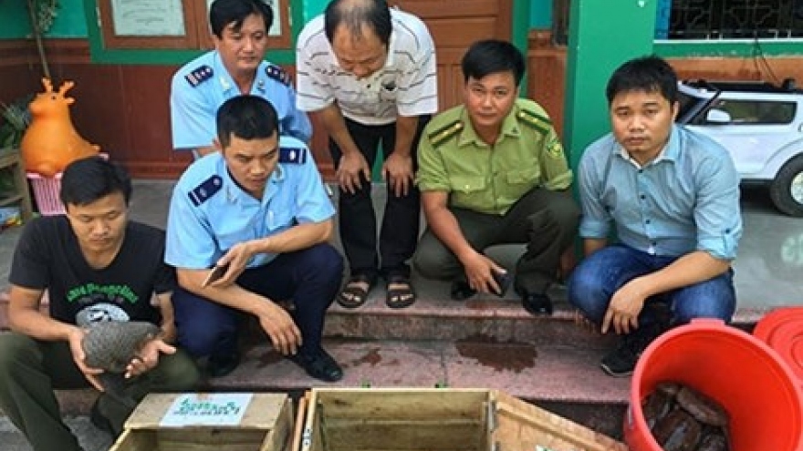 Pangolin smugglers to face up to 15 years in jail