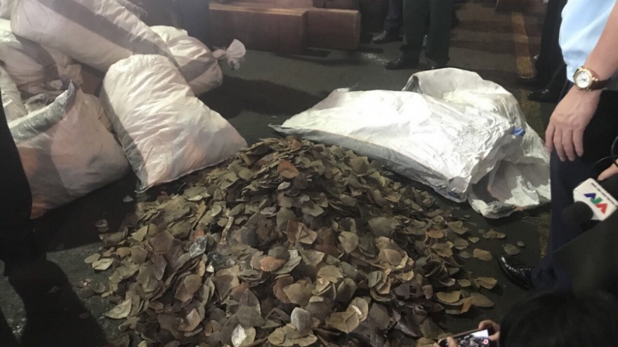 HCM City customs officials seize 3.3 tons of pangolin scales