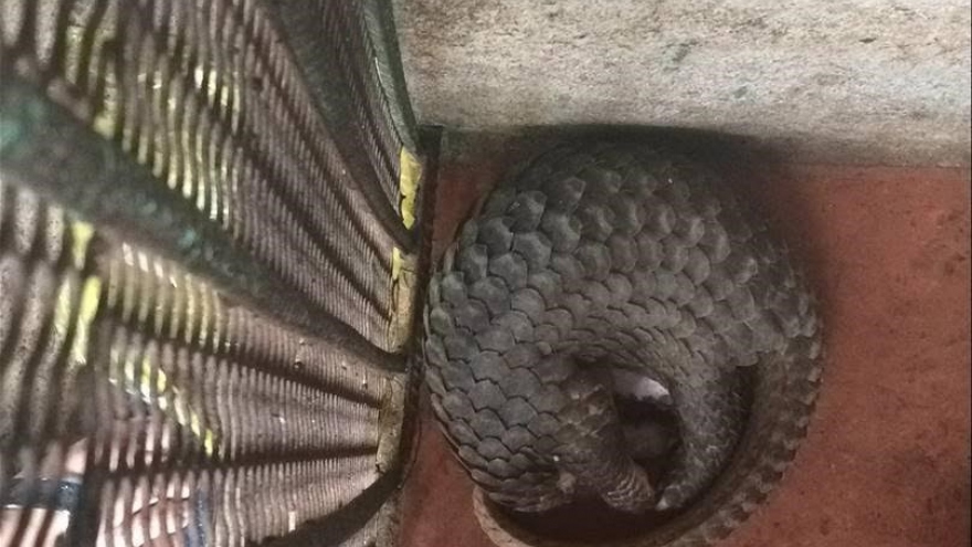 Critics slam licensing for pangolin farming