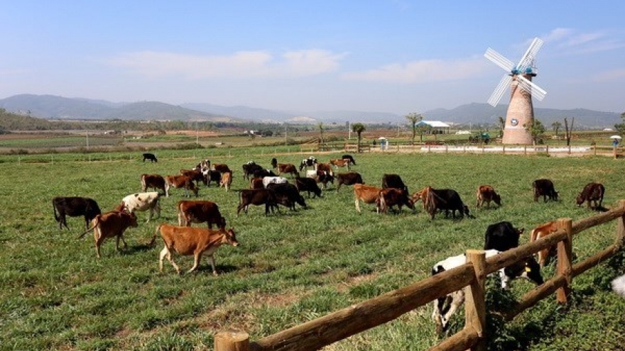 
        TH Group begins construction of hi-tech milch cow farm in Phu Yen
                              
