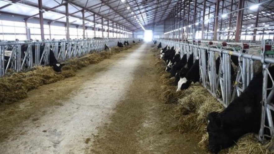 TH Group opens first high-producing dairy farm in Russia