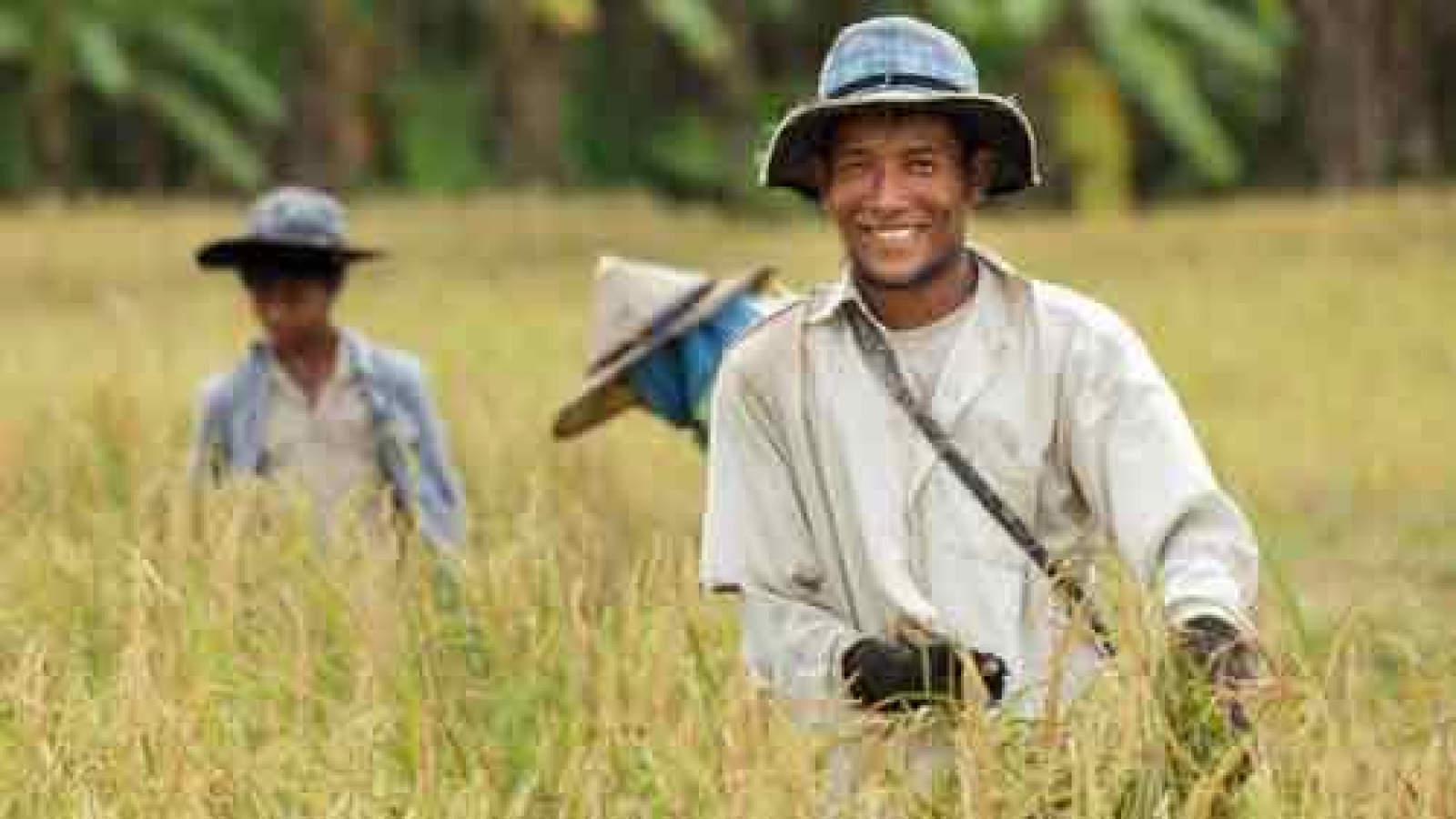 Thailand: rice cultivation zones to be narrowed