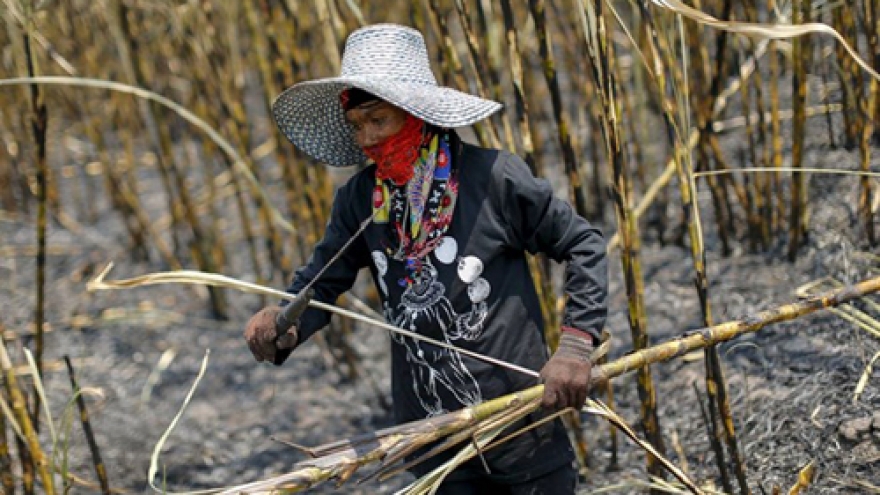 Thailand’s sugarcane output falls due to drought