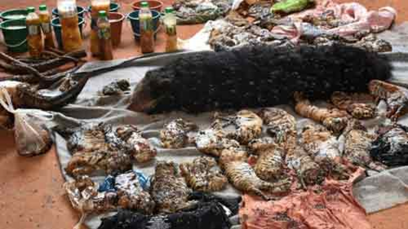 Thailand: Three monks charged for illicit wildlife trade
