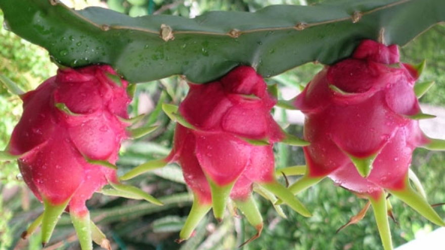 
        Irradiation to boost Vietnamese fruit exports
                              