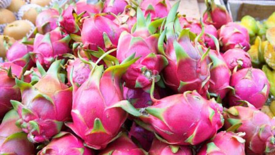 Dragon fruit exports to India surge sharply